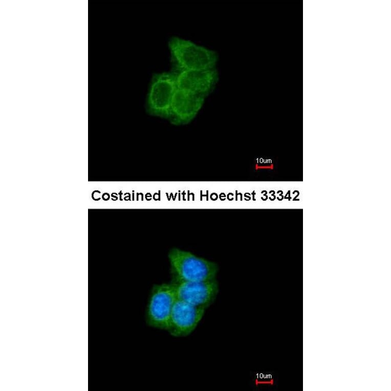 Immunofluorescence - PDI antibody from Signalway Antibody (22520) - Antibodies.com