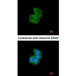 Immunofluorescence - PDI antibody from Signalway Antibody (22520) - Antibodies.com