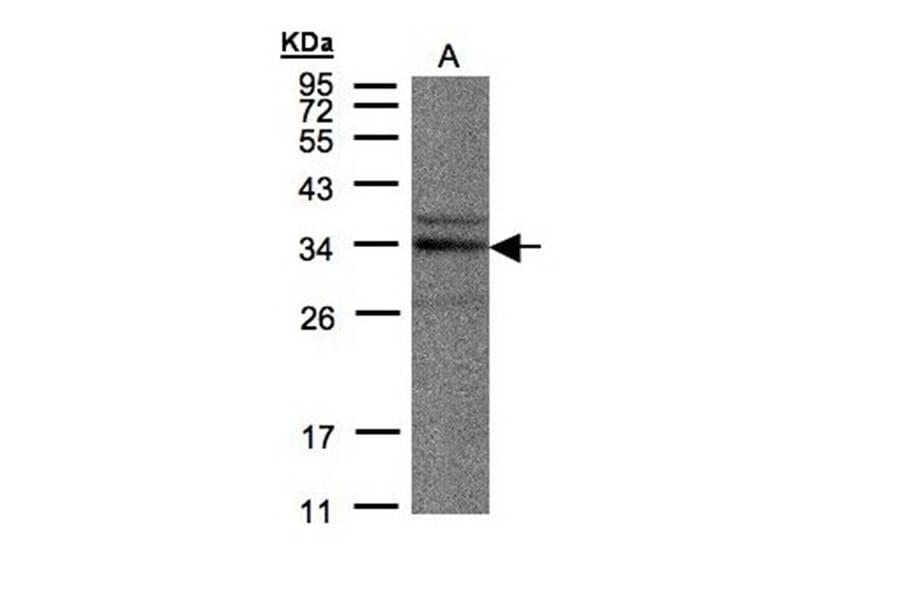 NEK7 antibody from Signalway Antibody (22546) - Antibodies.com