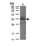 NEK7 antibody from Signalway Antibody (22546) - Antibodies.com