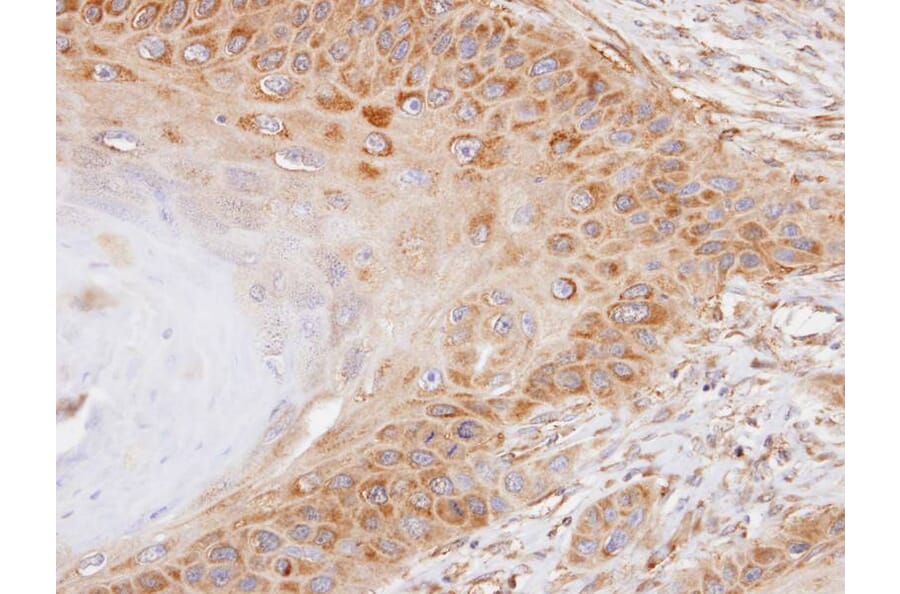 Immunohistochemistry - NEK7 antibody from Signalway Antibody (22546) - Antibodies.com