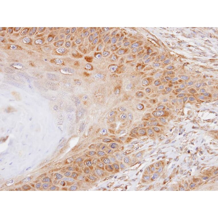 Immunohistochemistry - NEK7 antibody from Signalway Antibody (22546) - Antibodies.com