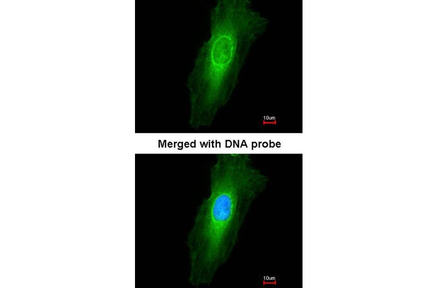 Immunofluorescence - NEK7 antibody from Signalway Antibody (22546) - Antibodies.com