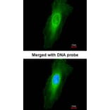 Immunofluorescence - NEK7 antibody from Signalway Antibody (22546) - Antibodies.com