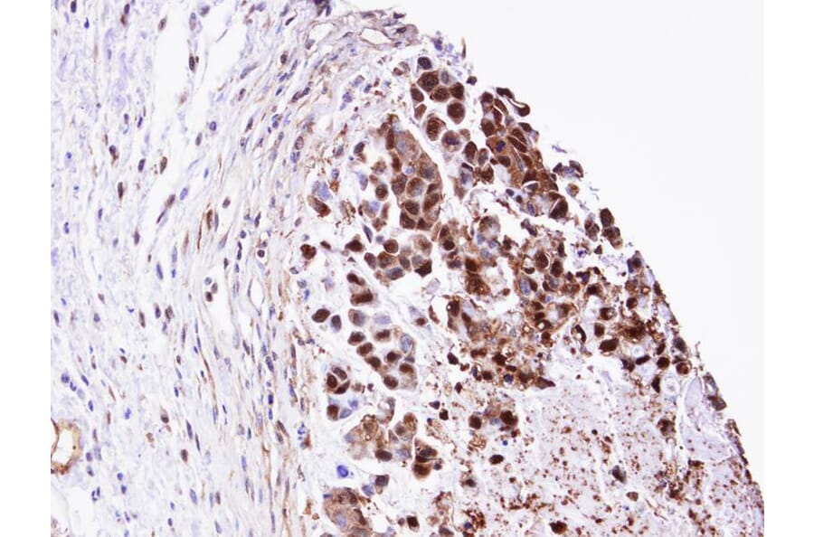 Immunohistochemistry - TPI1 antibody from Signalway Antibody (22576) - Antibodies.com