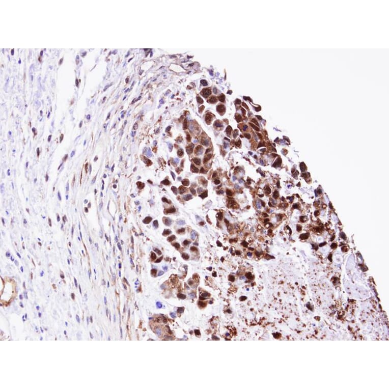 Immunohistochemistry - TPI1 antibody from Signalway Antibody (22576) - Antibodies.com