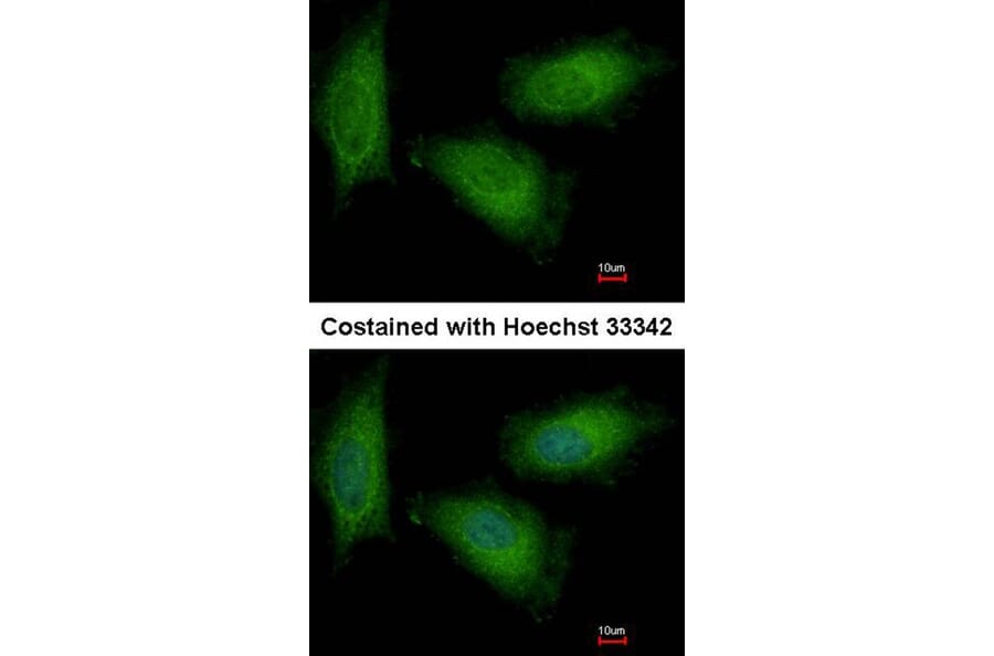 Immunofluorescence - TPI1 antibody from Signalway Antibody (22576) - Antibodies.com