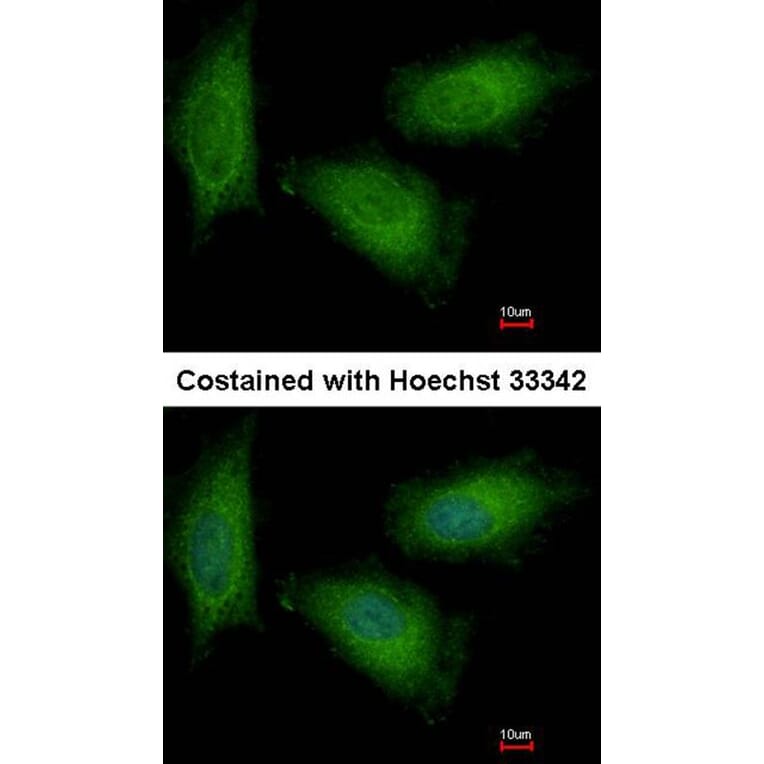 Immunofluorescence - TPI1 antibody from Signalway Antibody (22576) - Antibodies.com