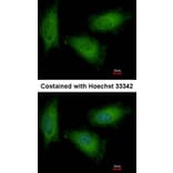 Immunofluorescence - TPI1 antibody from Signalway Antibody (22576) - Antibodies.com