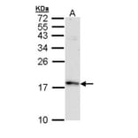 FIS1 antibody from Signalway Antibody (22631) - Antibodies.com