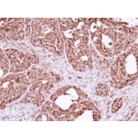 Immunohistochemistry - FIS1 antibody from Signalway Antibody (22631) - Antibodies.com
