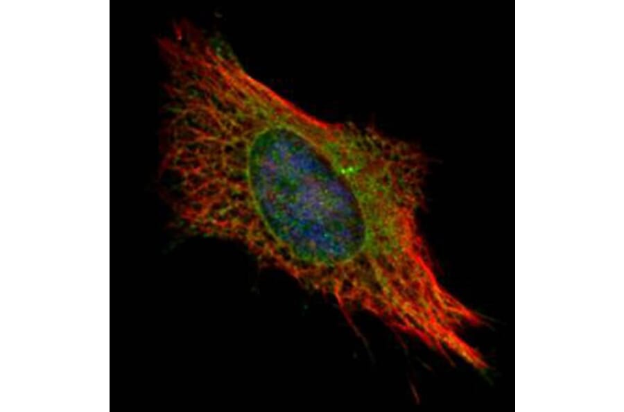 FIS1 antibody from Signalway Antibody (22631) - Antibodies.com
