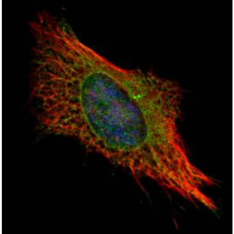 FIS1 antibody from Signalway Antibody (22631) - Antibodies.com