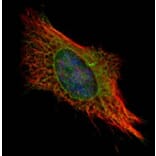 FIS1 antibody from Signalway Antibody (22631) - Antibodies.com