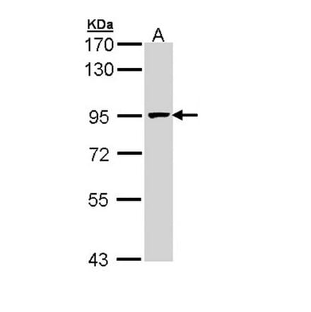 MCM7 antibody from Signalway Antibody (22643) - Antibodies.com