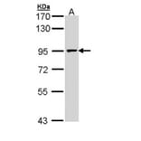 MCM7 antibody from Signalway Antibody (22643) - Antibodies.com