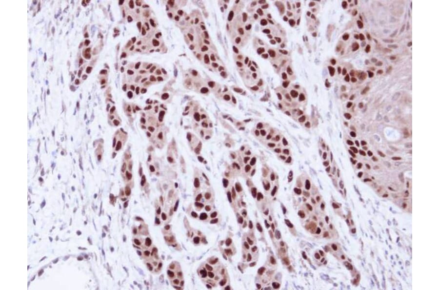 Immunohistochemistry - MCM7 antibody from Signalway Antibody (22643) - Antibodies.com