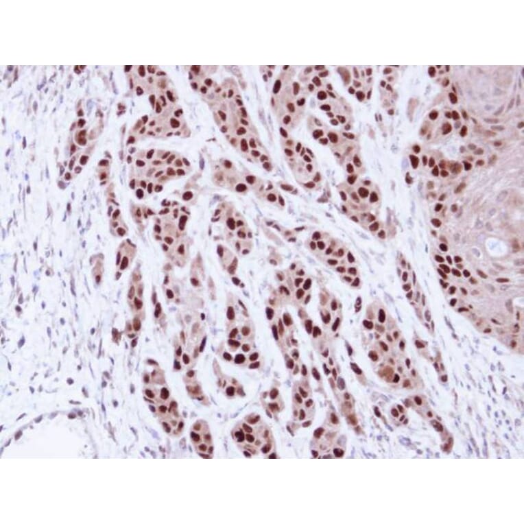 Immunohistochemistry - MCM7 antibody from Signalway Antibody (22643) - Antibodies.com