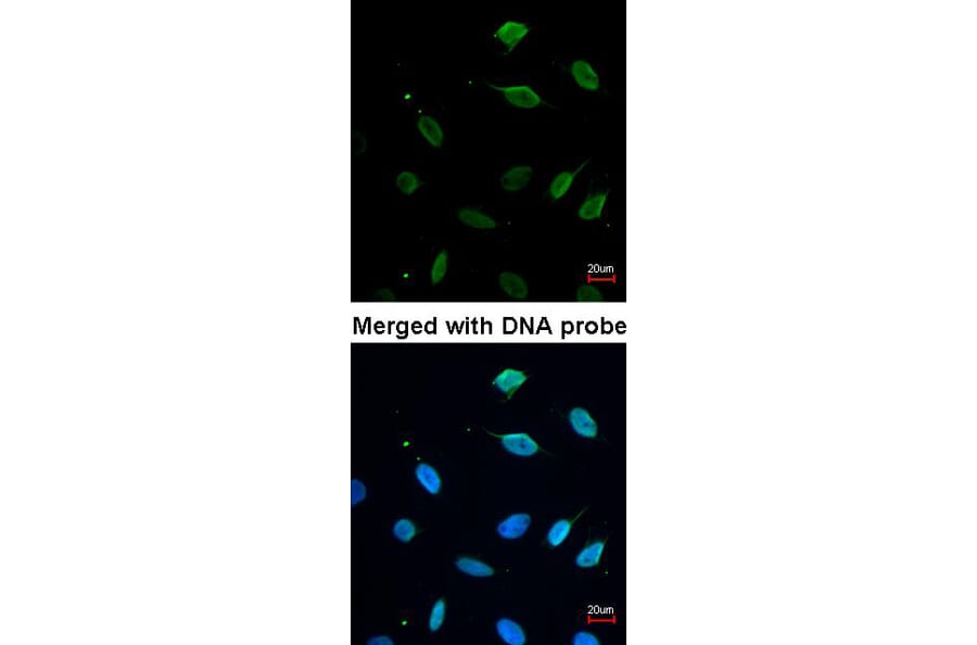 Immunofluorescence - MCM7 antibody from Signalway Antibody (22643) - Antibodies.com