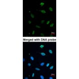 Immunofluorescence - MCM7 antibody from Signalway Antibody (22643) - Antibodies.com