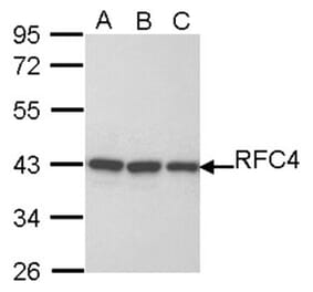 RFC4 antibody from Signalway Antibody (22645) - Antibodies.com