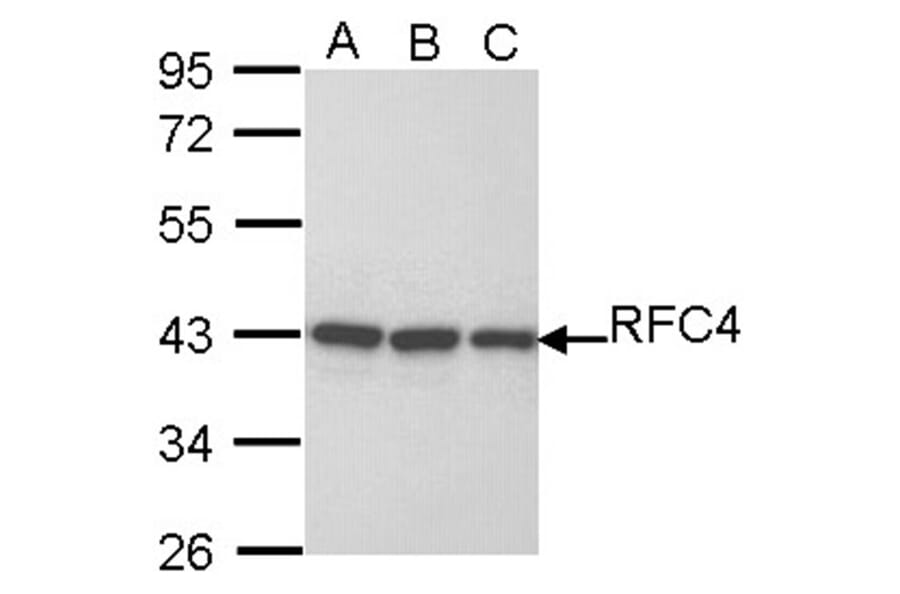 RFC4 antibody from Signalway Antibody (22645) - Antibodies.com