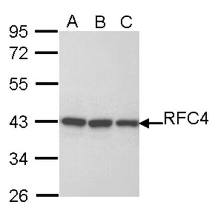 RFC4 antibody from Signalway Antibody (22645) - Antibodies.com