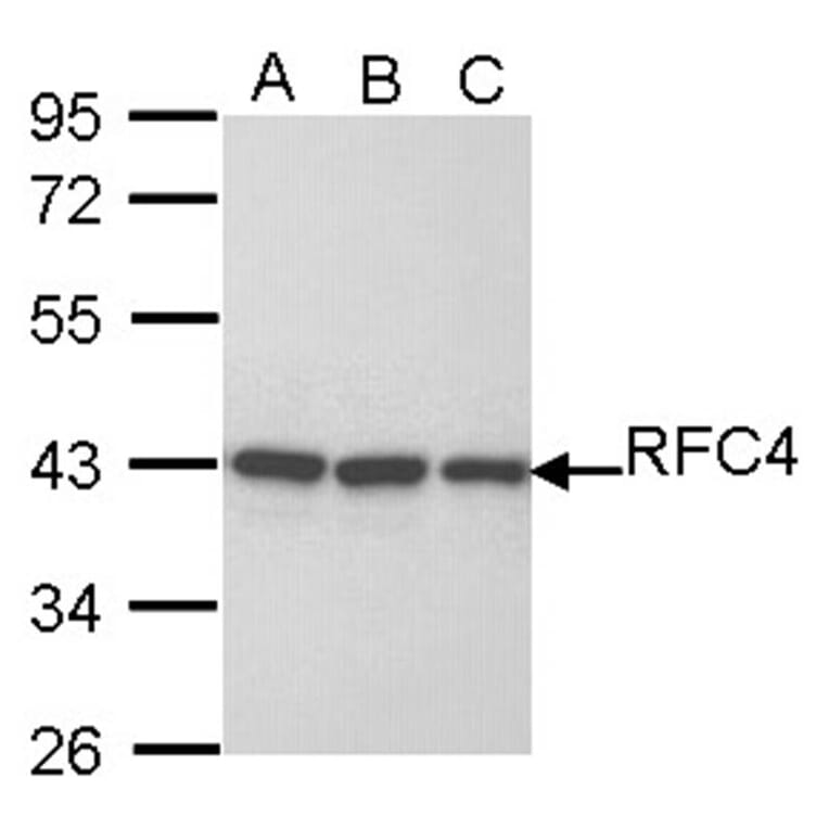 RFC4 antibody from Signalway Antibody (22645) - Antibodies.com