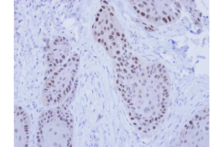 Immunohistochemistry - RFC4 antibody from Signalway Antibody (22645) - Antibodies.com