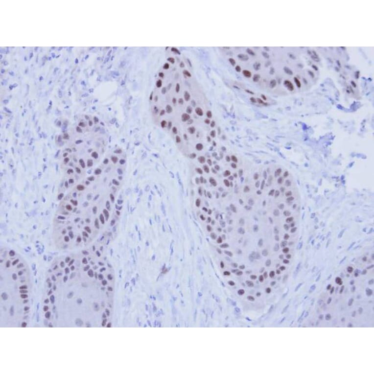 Immunohistochemistry - RFC4 antibody from Signalway Antibody (22645) - Antibodies.com