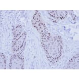 Immunohistochemistry - RFC4 antibody from Signalway Antibody (22645) - Antibodies.com