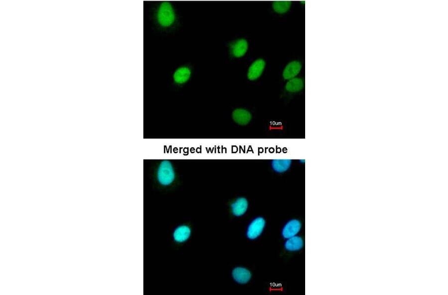 Immunofluorescence - RFC4 antibody from Signalway Antibody (22645) - Antibodies.com