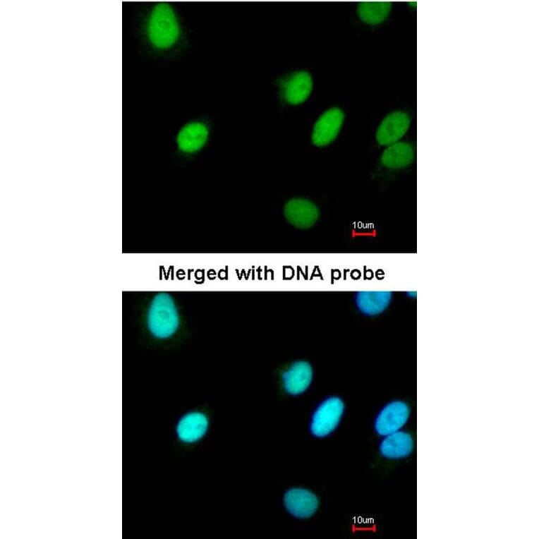 Immunofluorescence - RFC4 antibody from Signalway Antibody (22645) - Antibodies.com