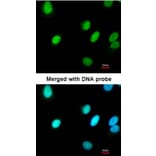 Immunofluorescence - RFC4 antibody from Signalway Antibody (22645) - Antibodies.com