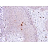 Immunohistochemistry - PAD4 antibody from Signalway Antibody (22652) - Antibodies.com