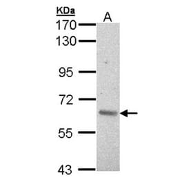 ARAF antibody from Signalway Antibody (22653) - Antibodies.com