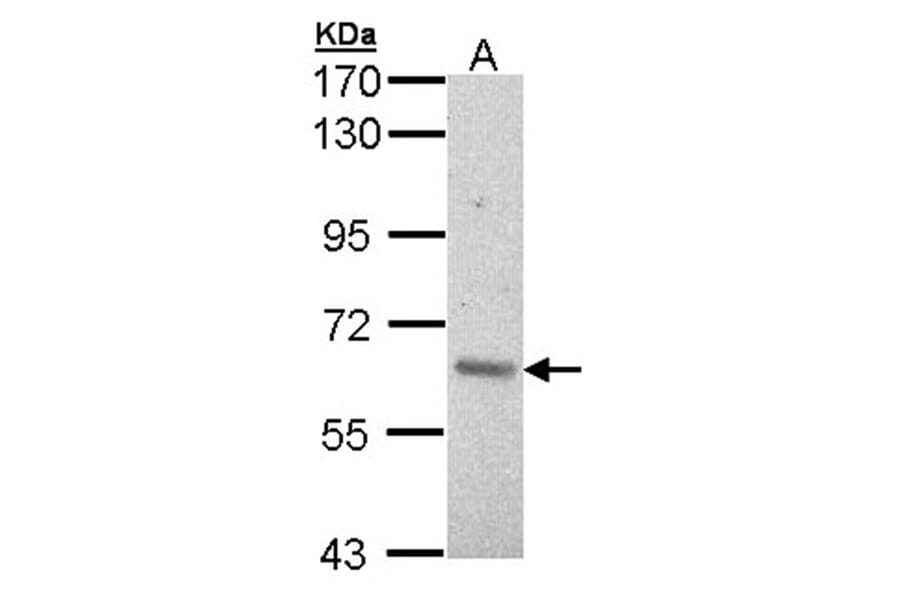 ARAF antibody from Signalway Antibody (22653) - Antibodies.com