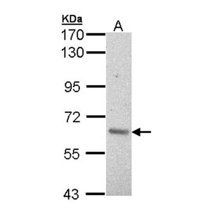 ARAF antibody from Signalway Antibody (22653) - Antibodies.com