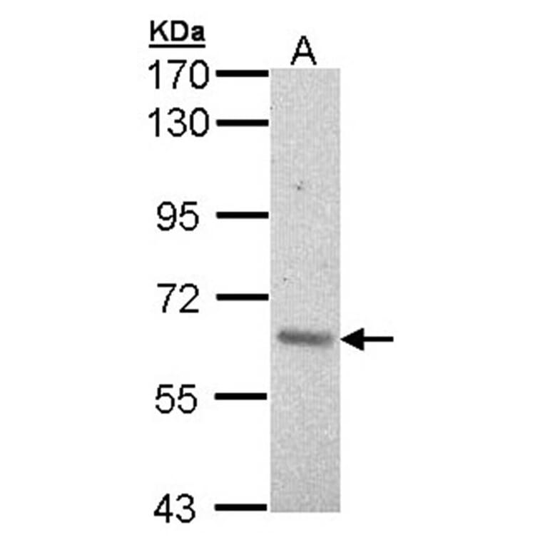 ARAF antibody from Signalway Antibody (22653) - Antibodies.com