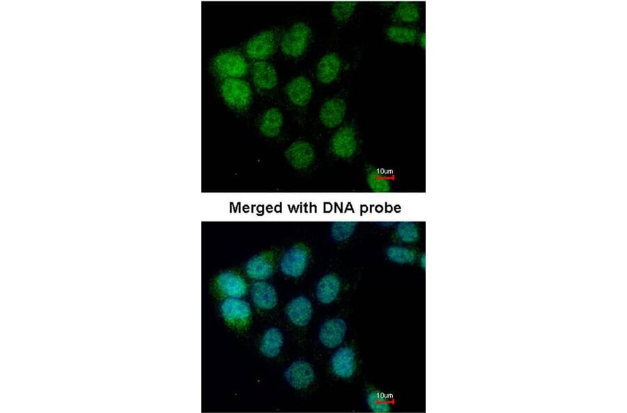 Immunofluorescence - ARAF antibody from Signalway Antibody (22653) - Antibodies.com