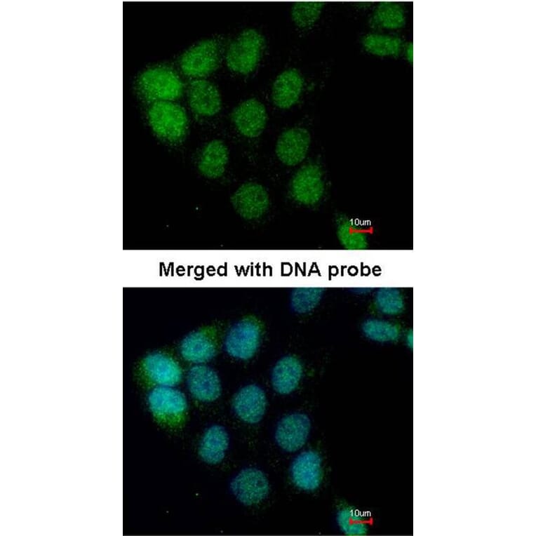 Immunofluorescence - ARAF antibody from Signalway Antibody (22653) - Antibodies.com