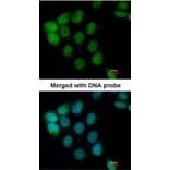 Immunofluorescence - ARAF antibody from Signalway Antibody (22653) - Antibodies.com