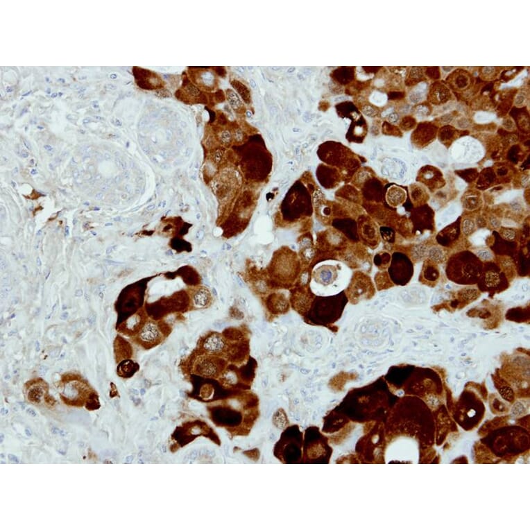 Immunohistochemistry - PIG3 antibody from Signalway Antibody (22678) - Antibodies.com