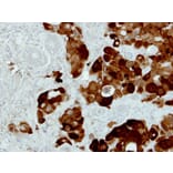 Immunohistochemistry - PIG3 antibody from Signalway Antibody (22678) - Antibodies.com