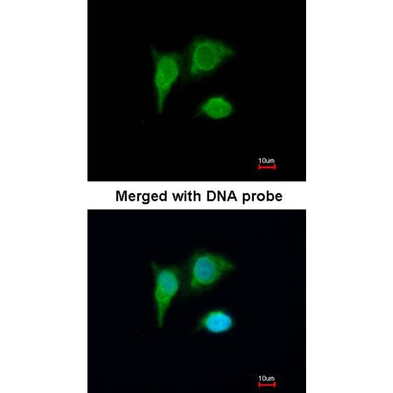 Immunofluorescence - PIG3 antibody from Signalway Antibody (22678) - Antibodies.com