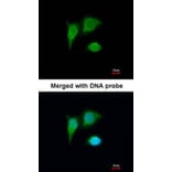 Immunofluorescence - PIG3 antibody from Signalway Antibody (22678) - Antibodies.com