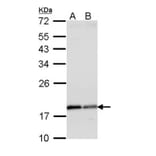 ARF1 antibody from Signalway Antibody (22693) - Antibodies.com