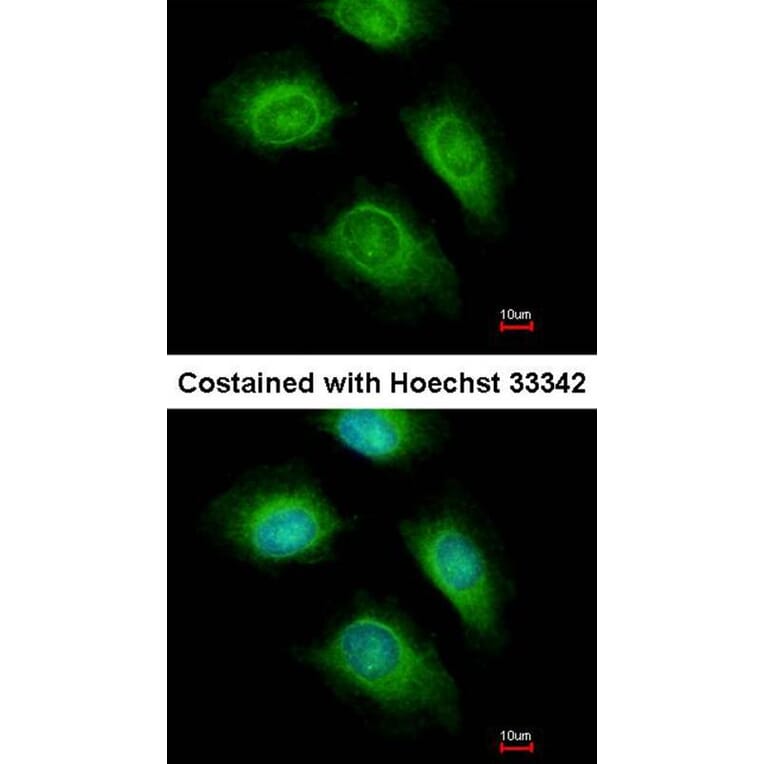 Immunofluorescence - ARF1 antibody from Signalway Antibody (22693) - Antibodies.com