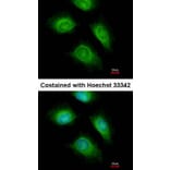 Immunofluorescence - ARF1 antibody from Signalway Antibody (22693) - Antibodies.com