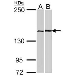 FACA antibody from Signalway Antibody (22716) - Antibodies.com